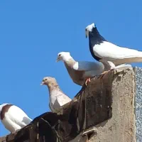 کبوتر سبز دم‌ سفید و زاغ دم سفید