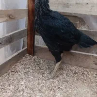 مرغ و خروس و جوجه لاری