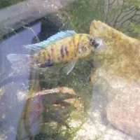 جفت سورم و سیچیلاید و ماکرو خزه حلزون و گیاه