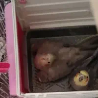 جفت عروس هلندی نر و ماده