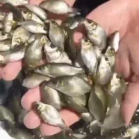 انواع بچه ماهی کپور امور ازاد فیتوفاک بیگهد|ماهی|آمل, |دیوار