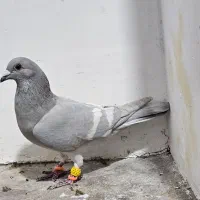 نر الماسی خط سفید و یهودی سرخ