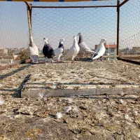 کبوتر|پرنده|محمدیه-قزوین, |دیوار