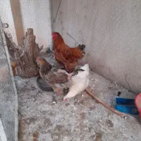 مرغ خروس برهما وسگ ژرمن