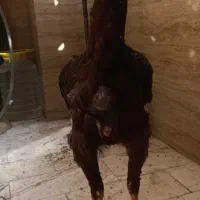 جوجه لاری اوشامو