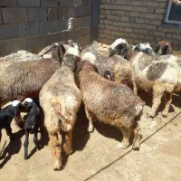 ۱۰ راس میش بختیاری