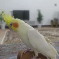 عروس هلندی نر لوتینو