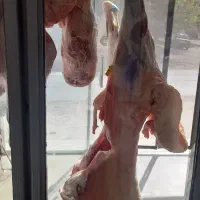 قصابی حمید گلقندشتی|خوردنی و آشامیدنی|نیشابور, فضل|دیوار