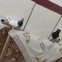 کبوتر پلاکی، کله دم‌سیاه|پرنده|شراء, |دیوار