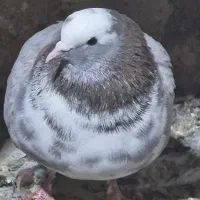 کفتر گرفته|پرنده|صحنه, |دیوار