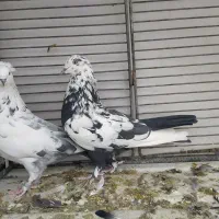 کبوتر اصفهانی