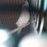 عروس هلندی آلبینو نر