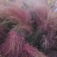 جارومحلی‌(تازه‌چیده‌شده)