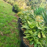 تعدادیفوتونیاکورپهروندهاکوباومیخک|گل و گیاه طبیعی|رودسر, |دیوار