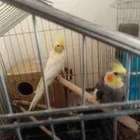 عروس هلندی