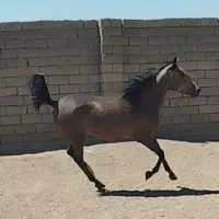 اسب مادیان کورد|اسب و تجهیزات اسب‌سواری|فامنین, |دیوار