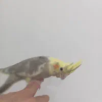 عروس هلندی دوماهه اماده یادگیری وتعلیم|پرنده|دماوند, گیلاوند|دیوار