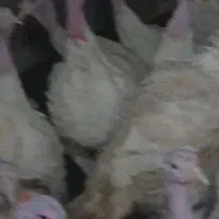 فروش بوقلمون پرواری