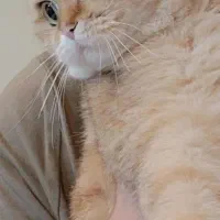 گربه بریتیش ماده جفت گیری