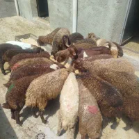 بره ریز