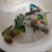 طوطی کوتوله برزیلی آماده دستی کردن|پرنده|سیرجان, |دیوار