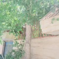 درخت فروشی