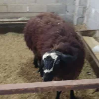 فروش گوسفند شال اصیل