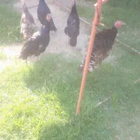 ۵ عدد بوقلمو  سیاه