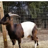 بز فروشی دوقلو زا