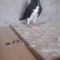 کفتریا کبتر شهری سیاه