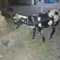 بز سالم