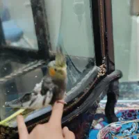 دوتا عروس هلندی گلباغی معاوضه با جوجه ها مرغ