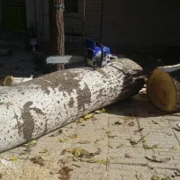 خر‌ید و برش انواع چوب و هرس درختان لشنی
