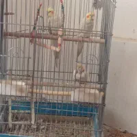 سه تا عروس هلندی دستی با سه تا قفس