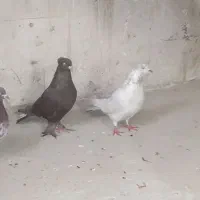 کبوتر تهرانی