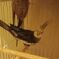 فروش یک جفت عروس هلندی|پرنده|کرمان, |دیوار