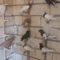 کفتر رنگی و جوان|پرنده|شیراز, گویم|دیوار