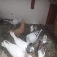 زردوشامی|پرنده|سبزوار, قصبه شرقی|دیوار