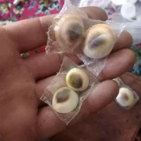 یاقوت هندی|جواهرات|گرگان, |دیوار