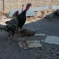 بوقلمون سالم جوان|حیوانات مزرعه|قم, نیروگاه|دیوار