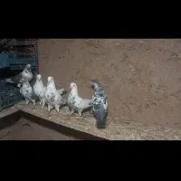 گلادیاتور های تیر آماده واگذاری