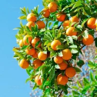 باغبانی|خدمات باغبانی و درختکاری|بندر ماهشهر, |دیوار