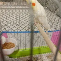 جفت عروس هلندی