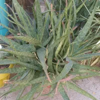 گیاه آلوئه ورا