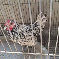 خروس مینیاتوری سبرایت