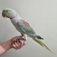 شاه طوطی|پرنده|پاکدشت, پاکدشت (مامازند)|دیوار