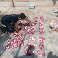 گوسفند زنده در گلستان و صالحیه