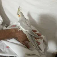 جوجه عروس نر|پرنده|اندیشه, اندیشه فاز ۳|دیوار
