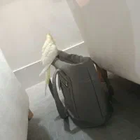 عروس هلندی دستی صحبت میکنه ولی کم|پرنده|کاشمر, |دیوار