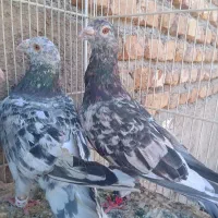 سرونج و دارو